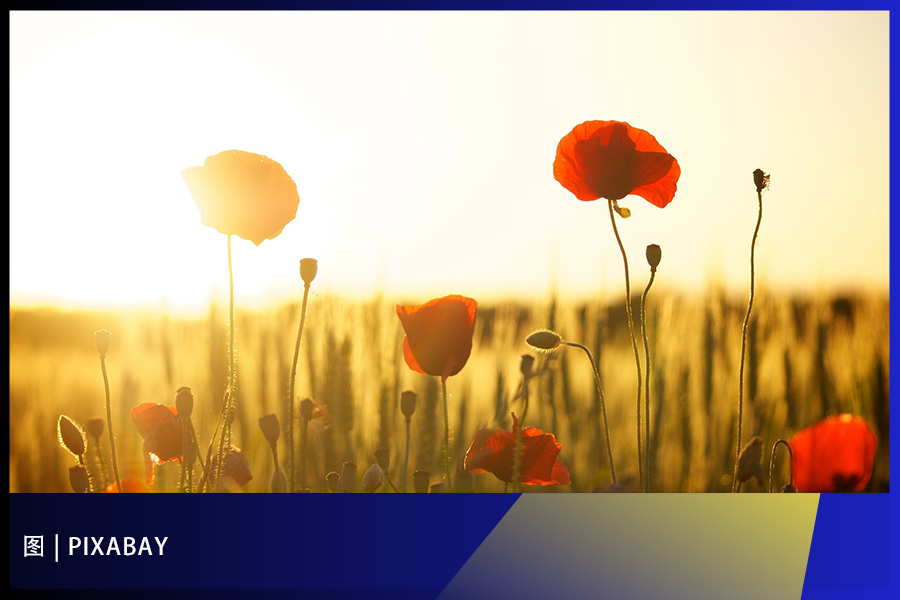 1641264731657528.jpg c7a31f396224988e267776bacf05776d.jpg